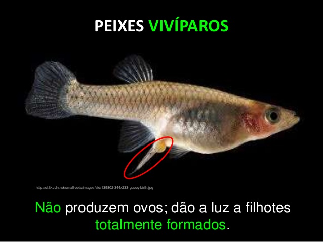 Peixes Vivíparos 